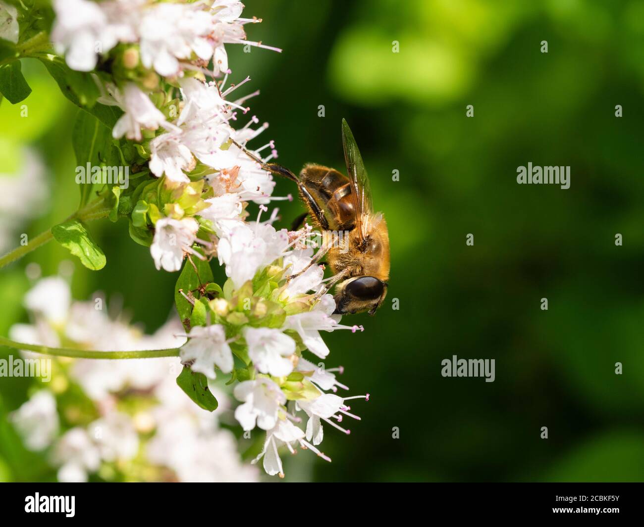 Weibliche UK Hoverfly, Eristalis pertinax, konische Drohnenfliege, Fütterung von Blumen von süßen Majoran, Eristalis pertinax, in einem Garten von Devon Stockfoto