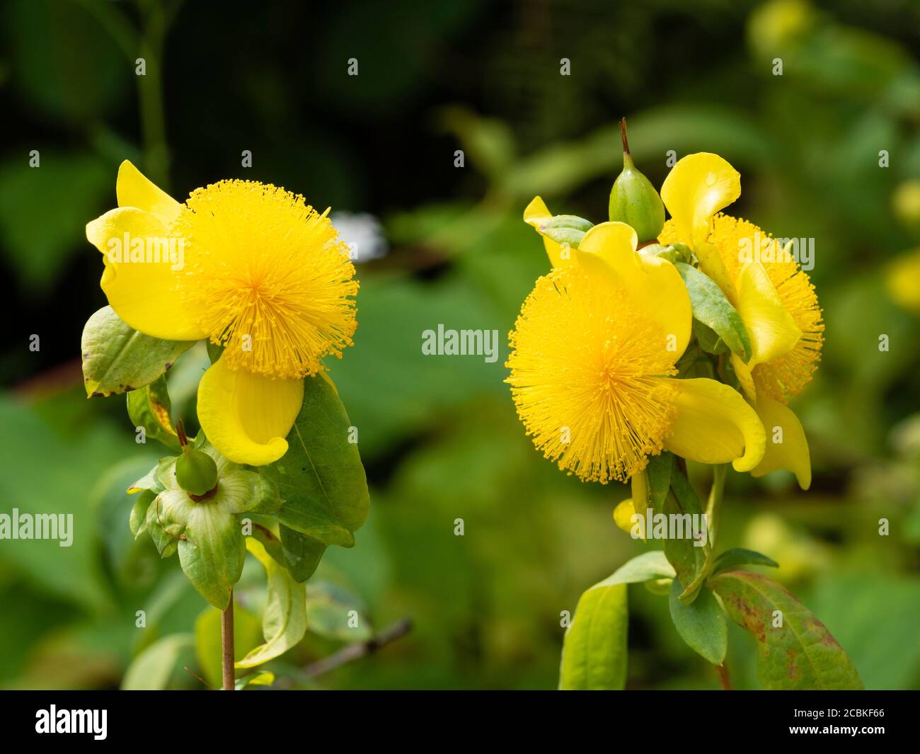 Blumen von Spätsommer bis Herbst blühende Hypericum Frondosum 'Sunburst' Stockfoto