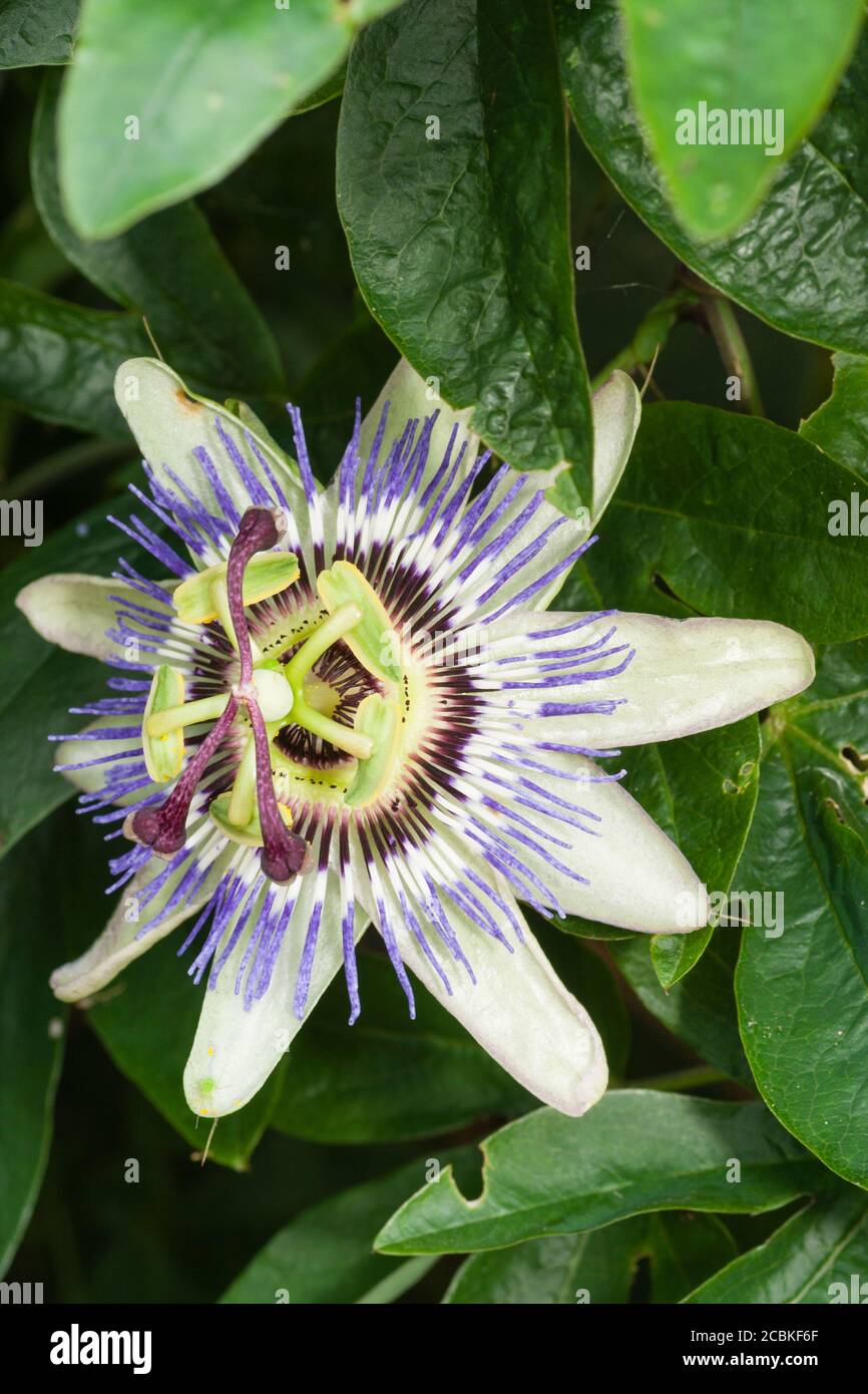 Filigrane blaue und weiße Blüte der winterharten Passionsblume, Passiflora caerulea Stockfoto