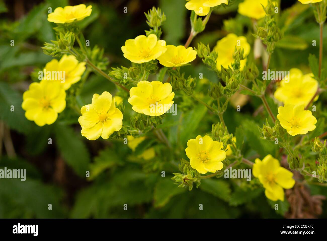 Gelbe Sommerblumen Der lange blühenden Stauden wolliges cinquefoil, Potentilla megalantha Stockfoto Gelbe Sommerblumen Der lange blühenden Stauden wolliges cinquefoil, Potentilla megalantha Stockfoto