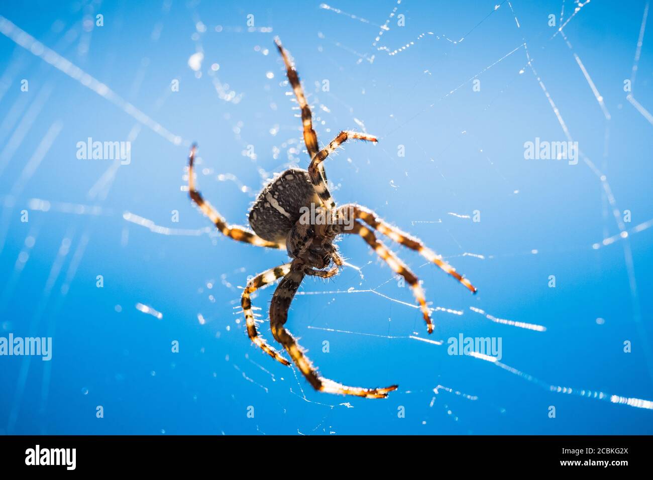 Europäische Gartenspinne, Diadem-Spinne, Orangie, Kreuzspinne oder gekrönter Orb Weaver aus nächster Nähe in seinem Netz gegen Blue Sky Stockfoto