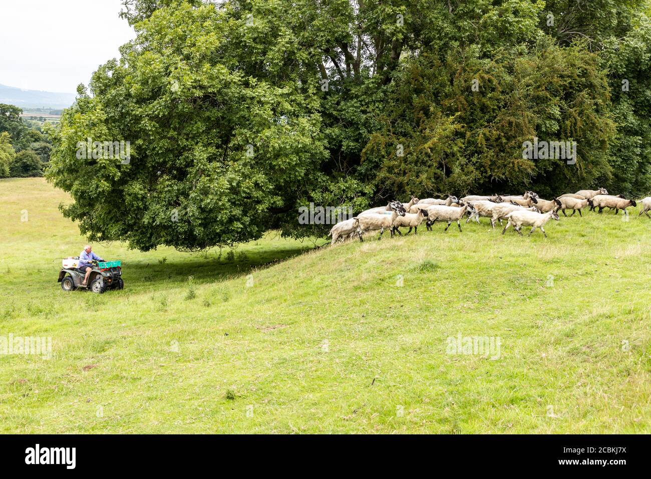 Ein Landwirt, der ein Quad-Bike benutzt, um seine Schafe im Cotswold-Dorf Stanton, Gloucestershire, Großbritannien, abzurunden Stockfoto