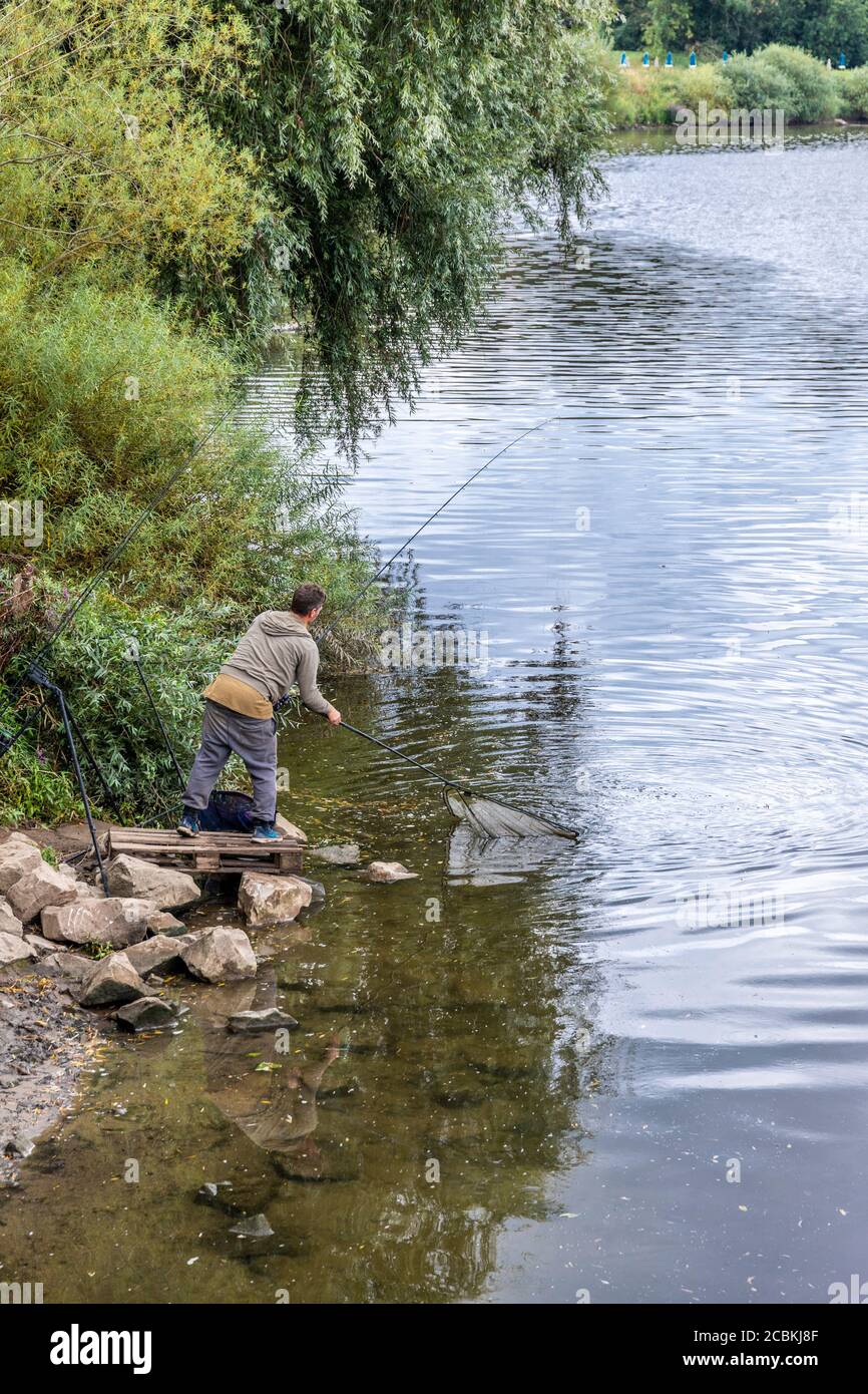 Ein Angler mit einem Landungsnetz in einen Aal im Fluss Severn in Wainlode, Gloucestershire UK gefangen bringen Stockfoto