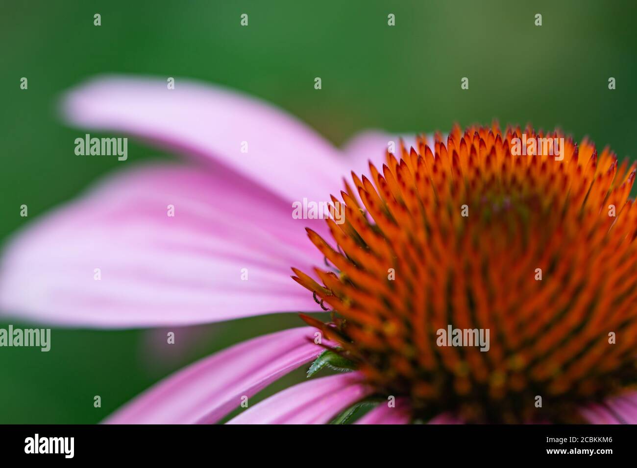 Echinacea Blumenkopf im Sommer Stockfoto