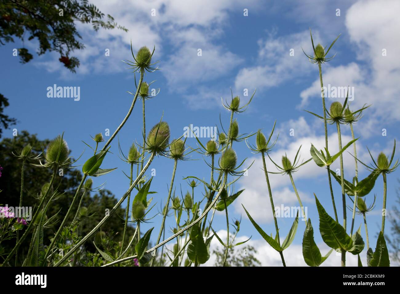 Teelpflanzen in Blume mit blauem Himmel im Hintergrund, WWT, Slimbridge, Großbritannien Stockfoto