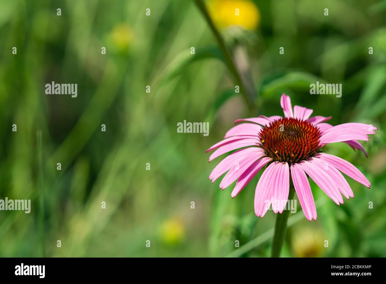Echinacea Blumenkopf im Sommer Stockfoto