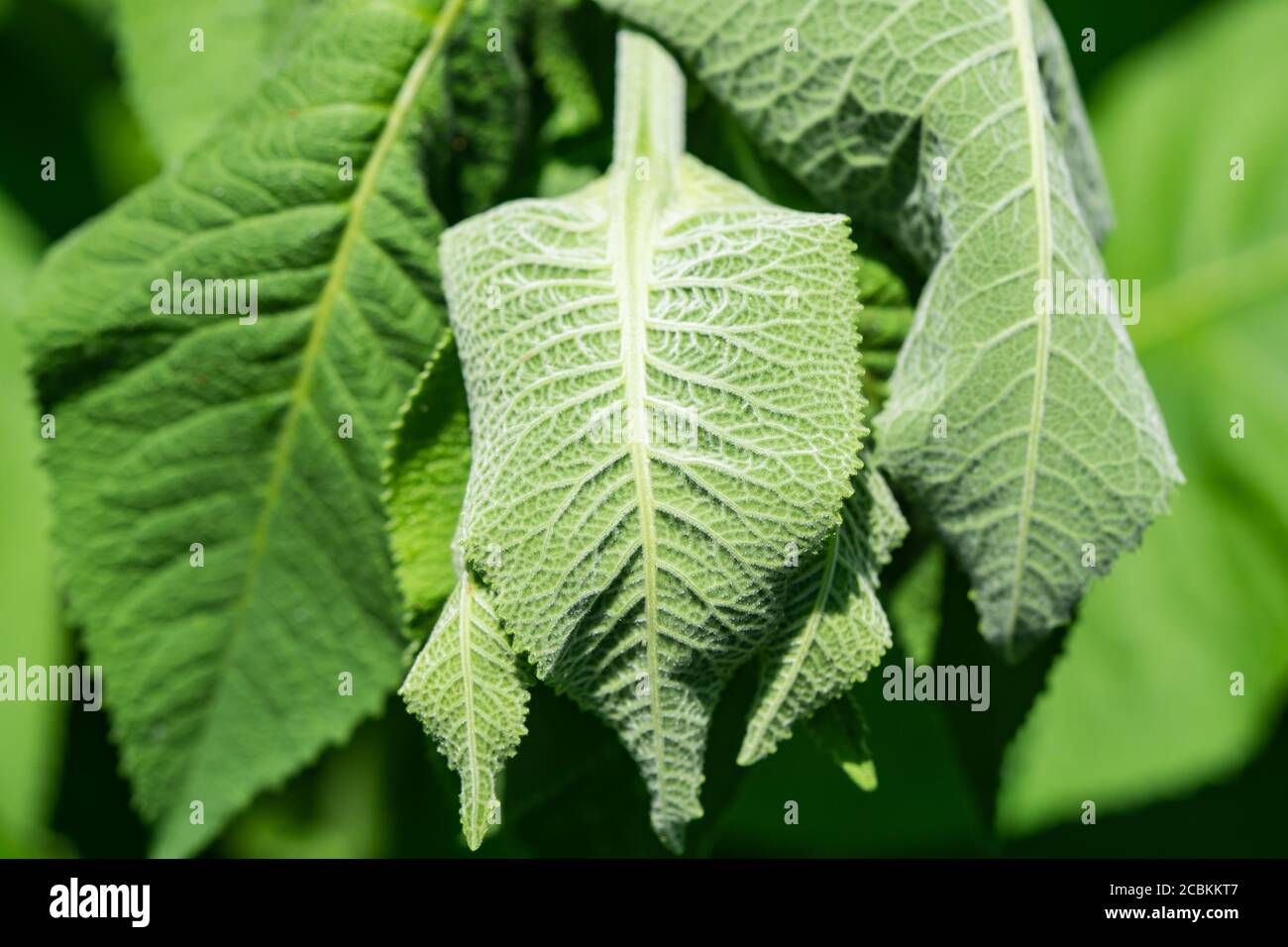 Elecampane Blätter im Sommer Stockfoto