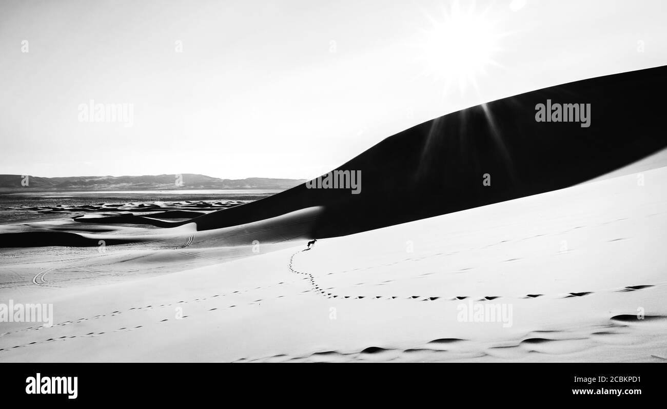 Nevada Sanddüne mit Hund Silhouette, schwarz-weiß Landschaftsfoto Stockfoto