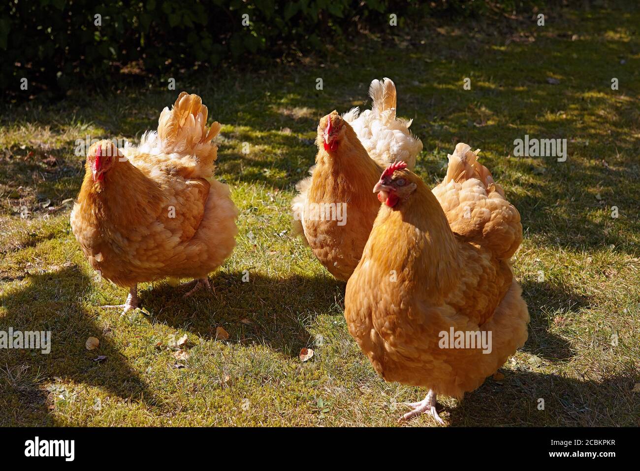 Freirange Buff orpington Hühnerhenne in einem Garten. Malmkoping schweden Stockfoto