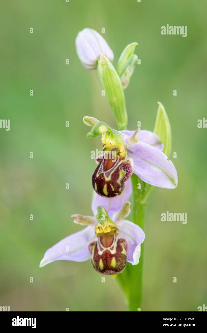 Bienenorchidee (Ophrys apifera) wächst wild Stockfoto