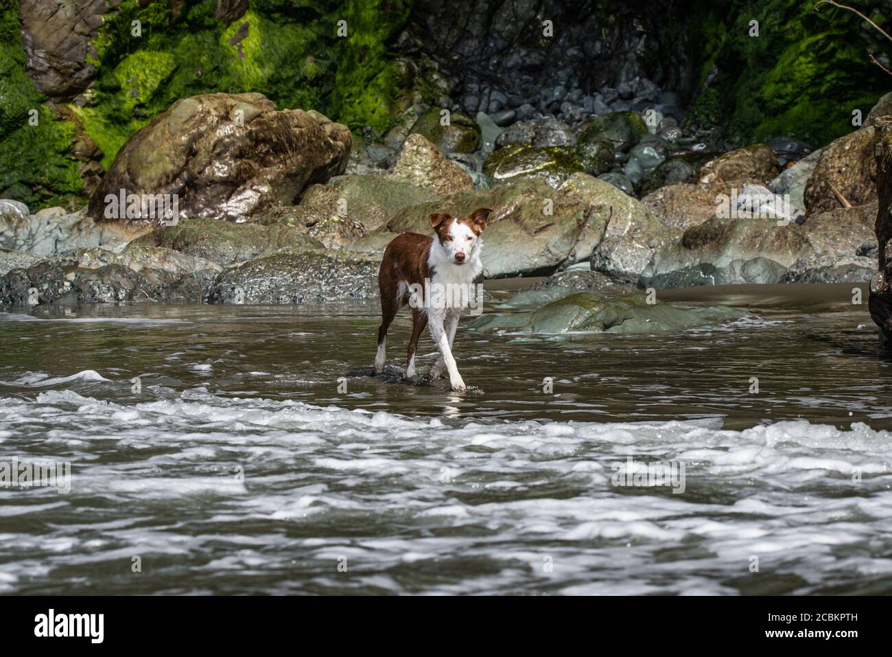 Wet Border Collie Hund spielt im Meerwasser bei Luffenholtz Beach Stockfoto