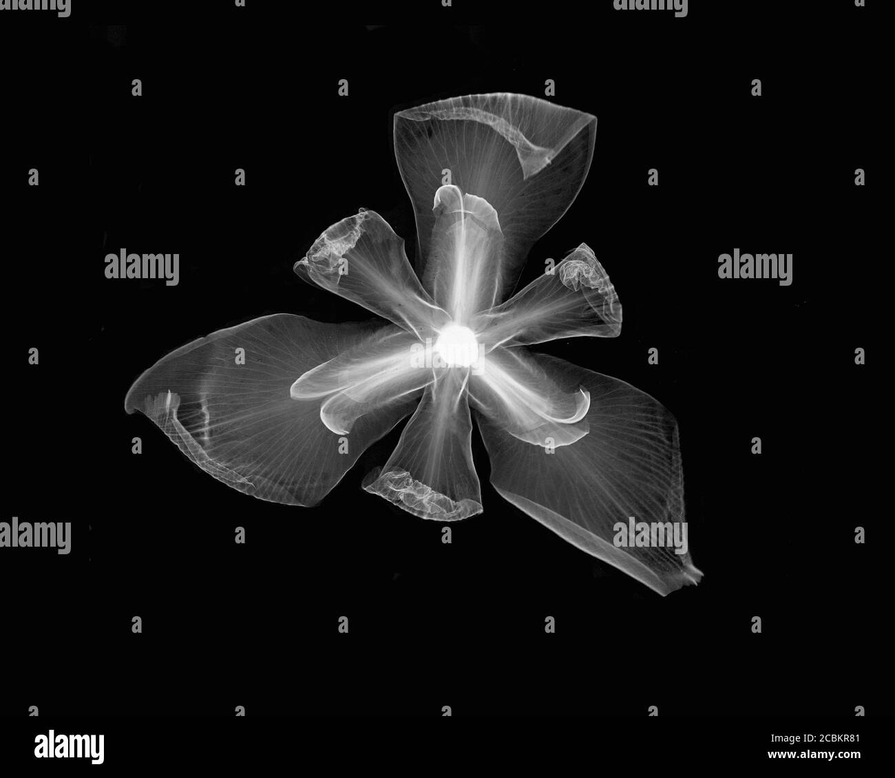 Invertiertes Bild der afrikanischen Irisblume Stockfoto