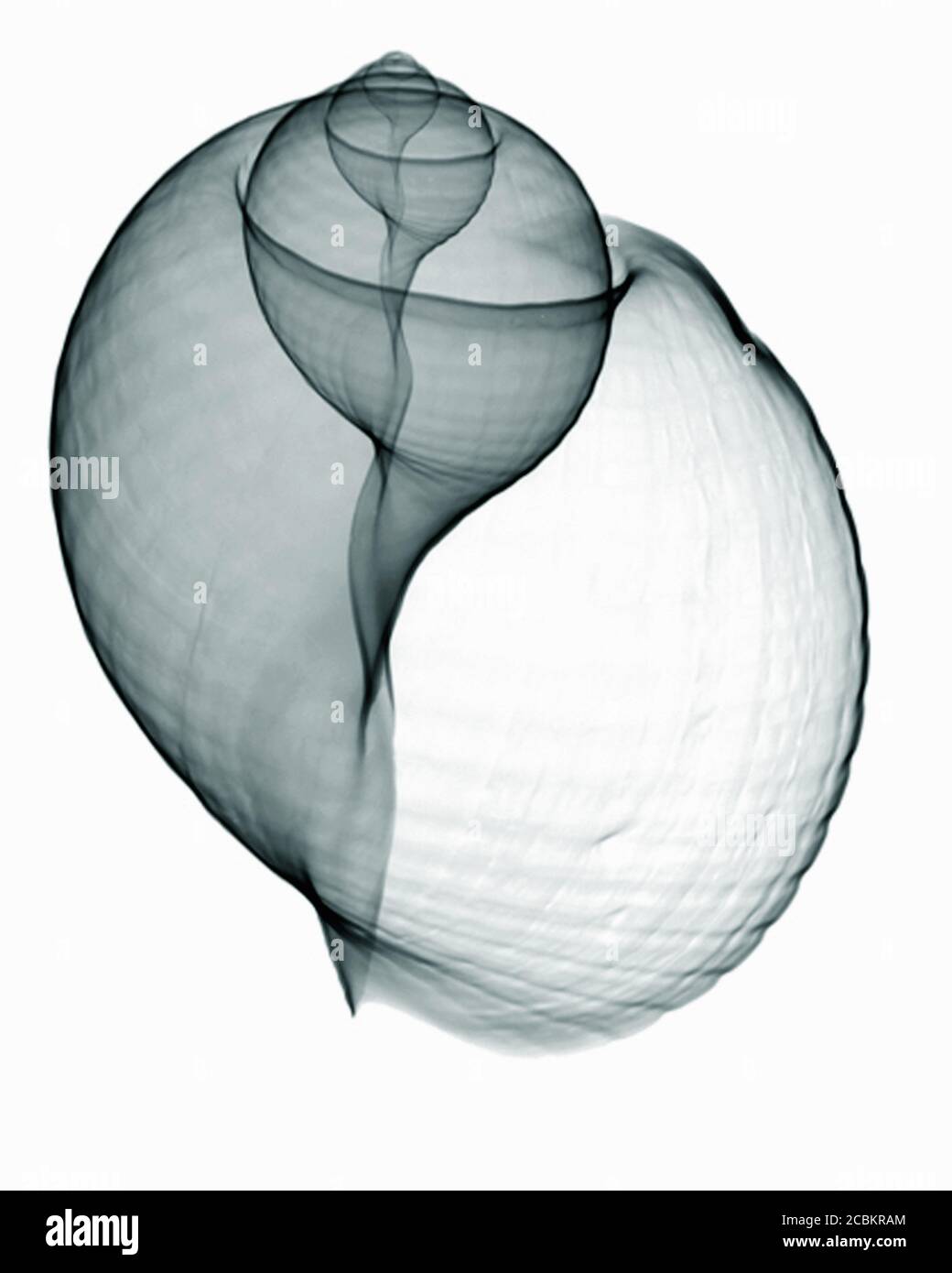 Röntgenbild von patridge tun Muschel Stockfoto
