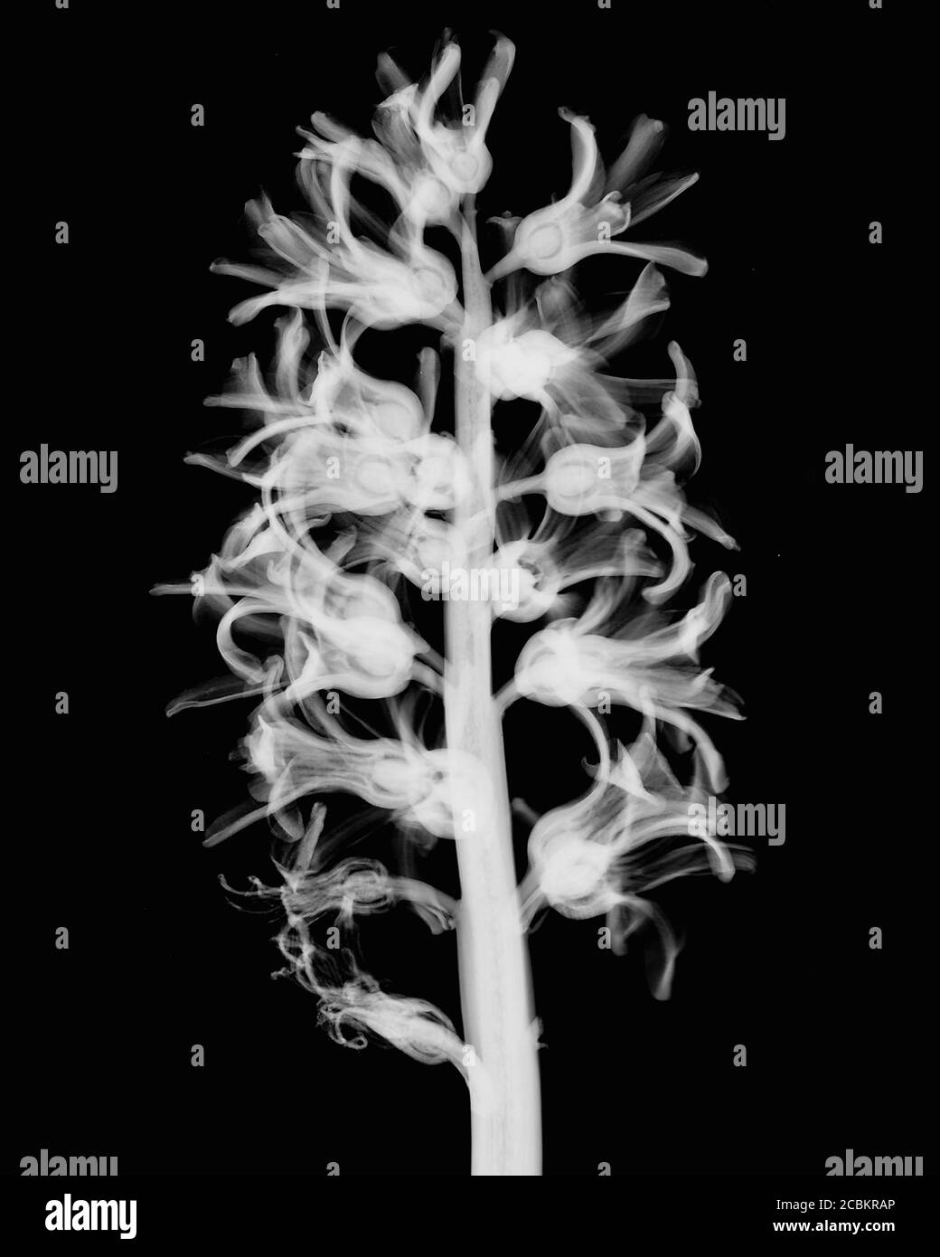 Invertiertes Bild der Hyazinthe Blume Stockfoto