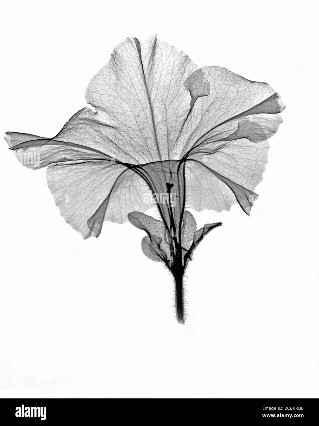 Röntgenbild der Petunia Blume Stockfoto