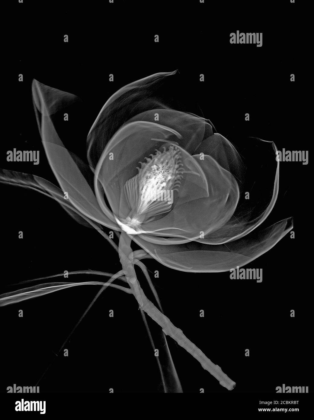 Invertierte Abbildung der Magnolienblume Stockfoto