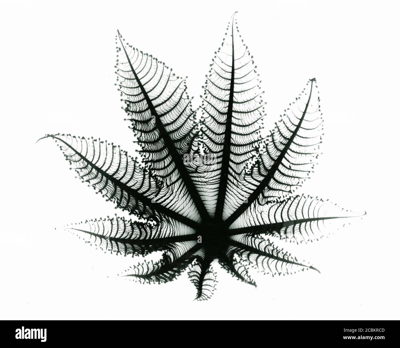 Röntgenbild der Blattpapierpflanze Stockfoto