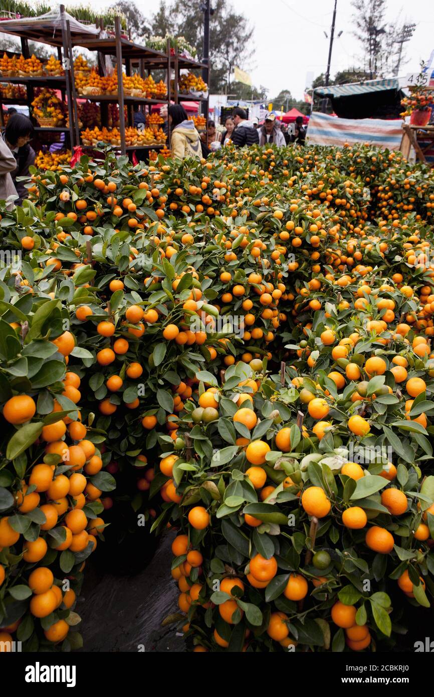 Ornamentale Orangenbäume auf dem Markt, Hongkong, China Stockfoto