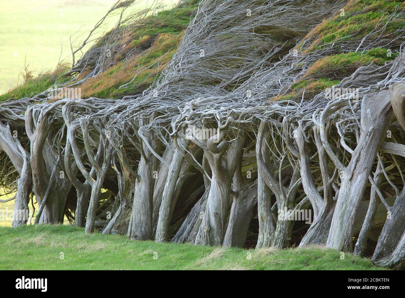 Baumreihe von vorherrschenden Winden gebogen, South Island, Neuseeland Stockfoto