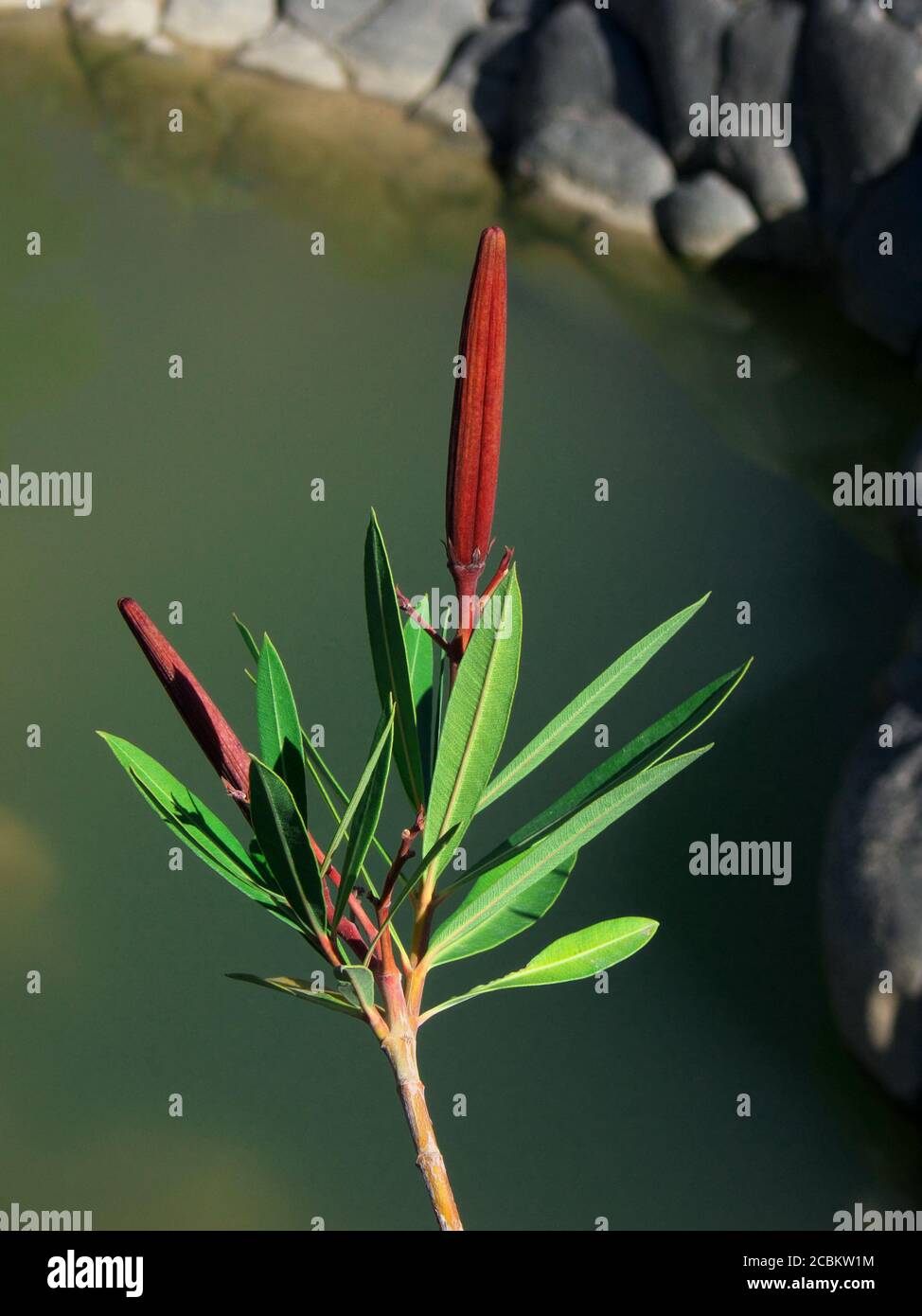 Blätter und rote Früchte von Oleander wachsen entlang des Flusses Simeto, eines der Wahrzeichen der Natur Siziliens Stockfoto