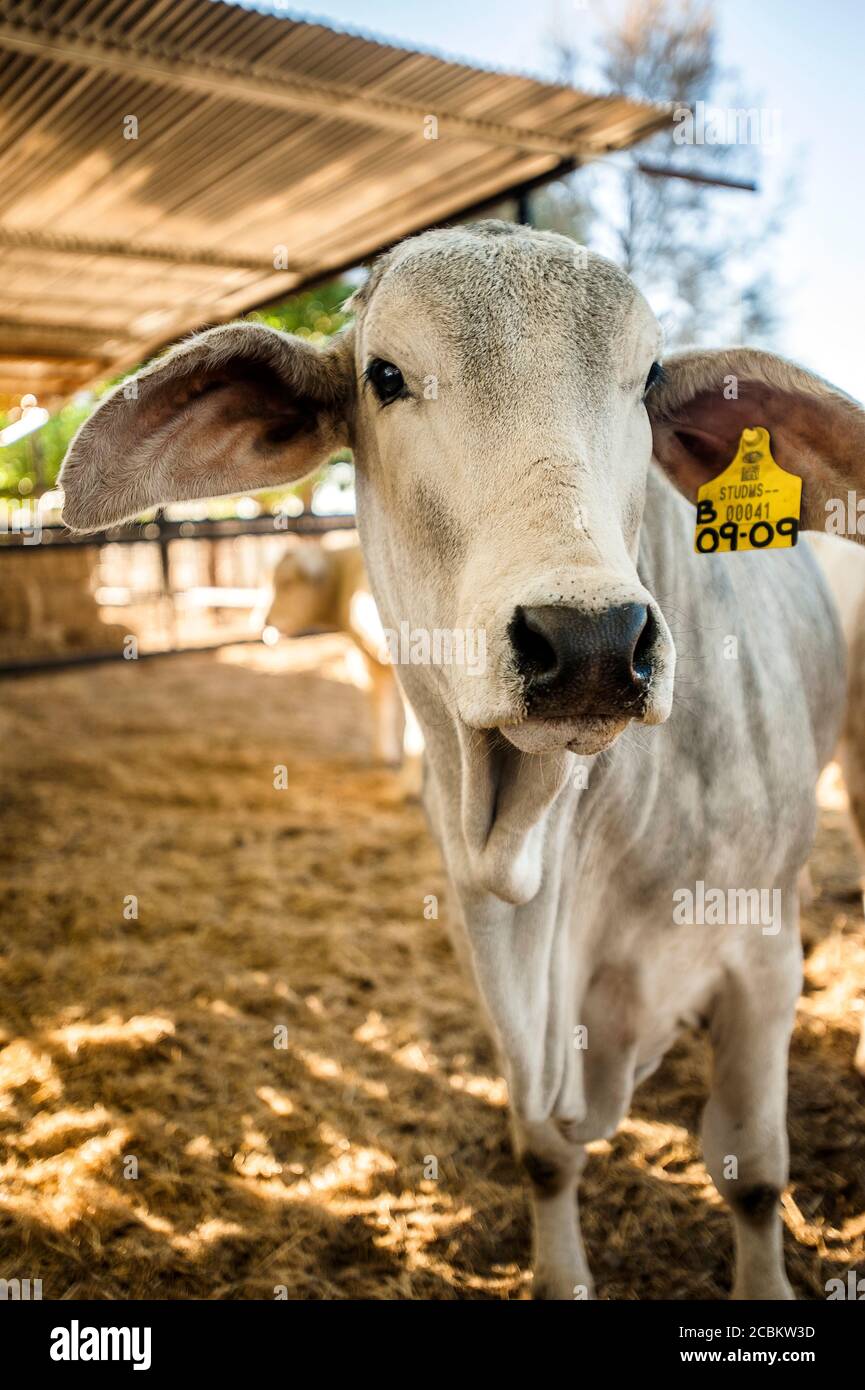 Porträt einer Kuh auf dem Bauernhof, Windhoek, Namibia, Namibia Stockfoto