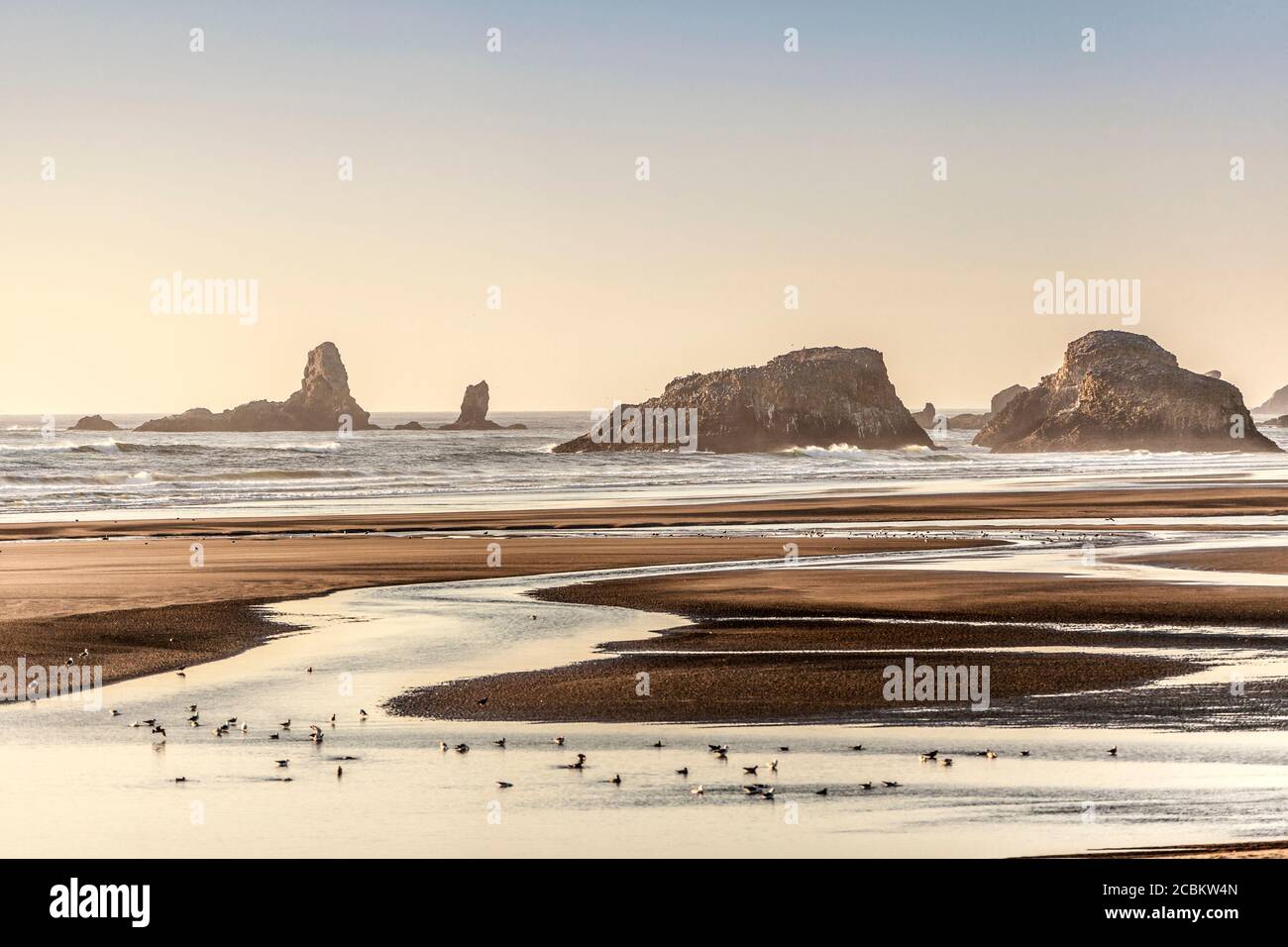 Seevögel waten und füttern am Strand, Cannon Beach, Oregon, USA Stockfoto