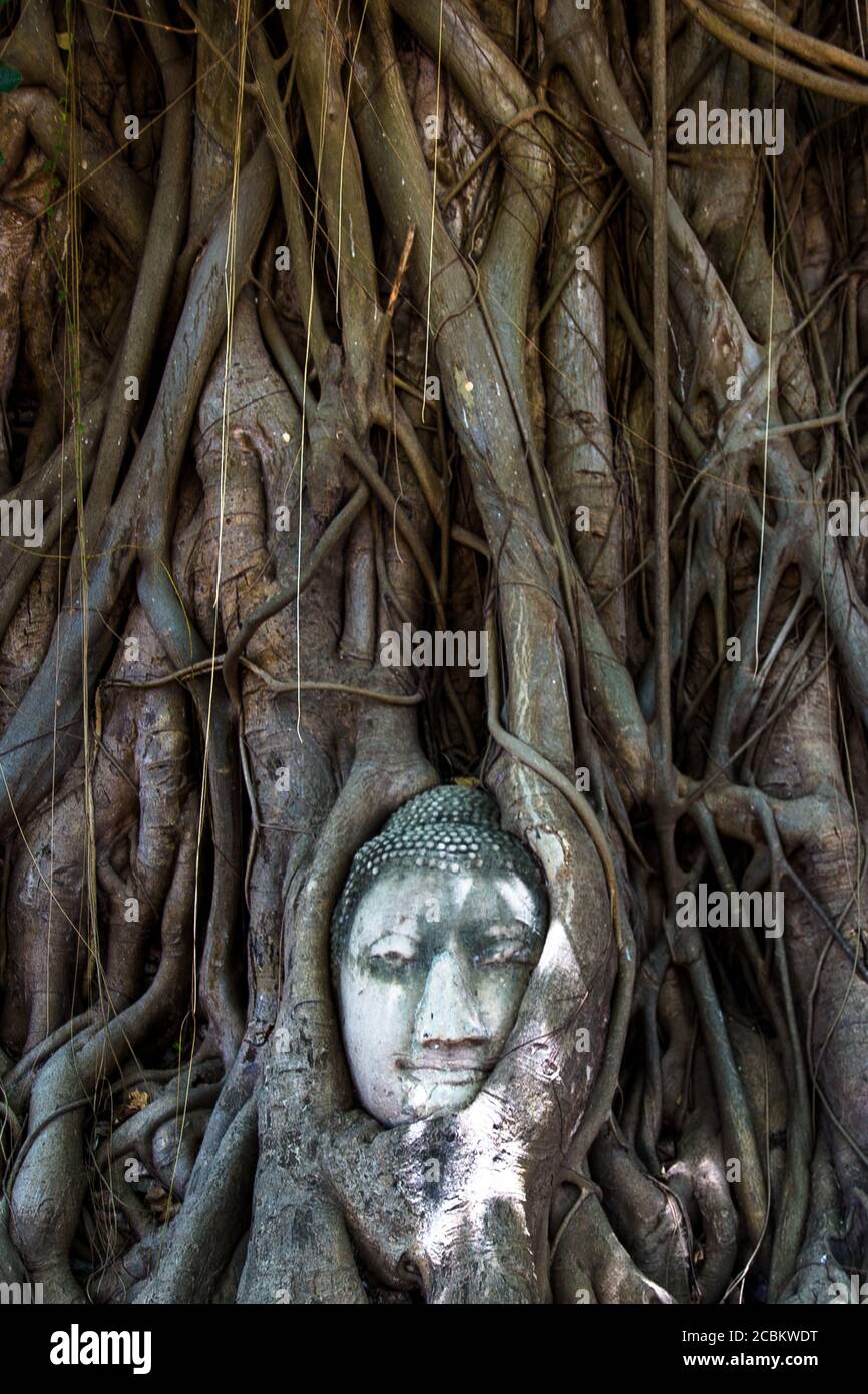 Buddha Kopf in einem Baum, historische Stadt Ayutthaya, Thailand Stockfoto