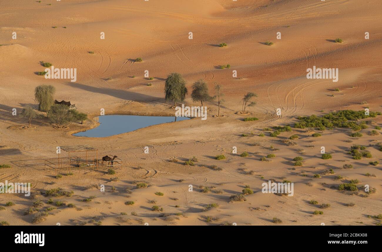 Oase in der Wüste des leeren Viertels, zwischen Saudi-Arabien und Abu Dhabi, VAE Stockfoto