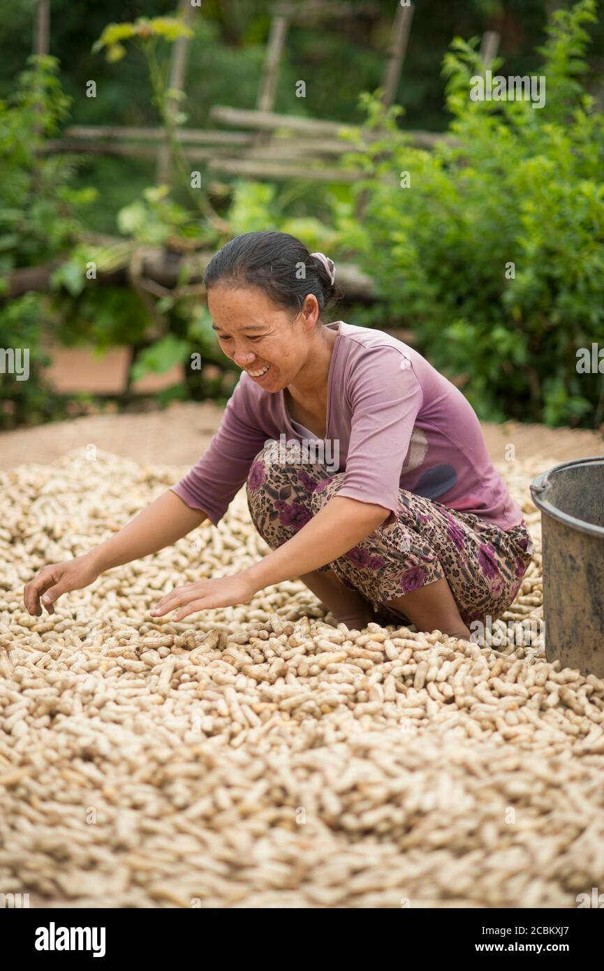 Frau mit mittlerem Erwachsenenalter, die während der Erdnussernte arbeitet, Shan State, Keng Tung, Burma Stockfoto