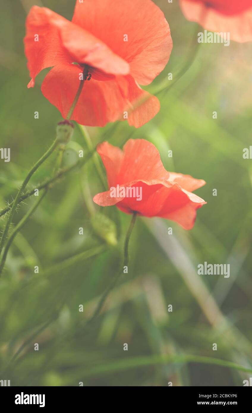 Romantisches Bild von rotem Mohn in der Natur. Stockfoto