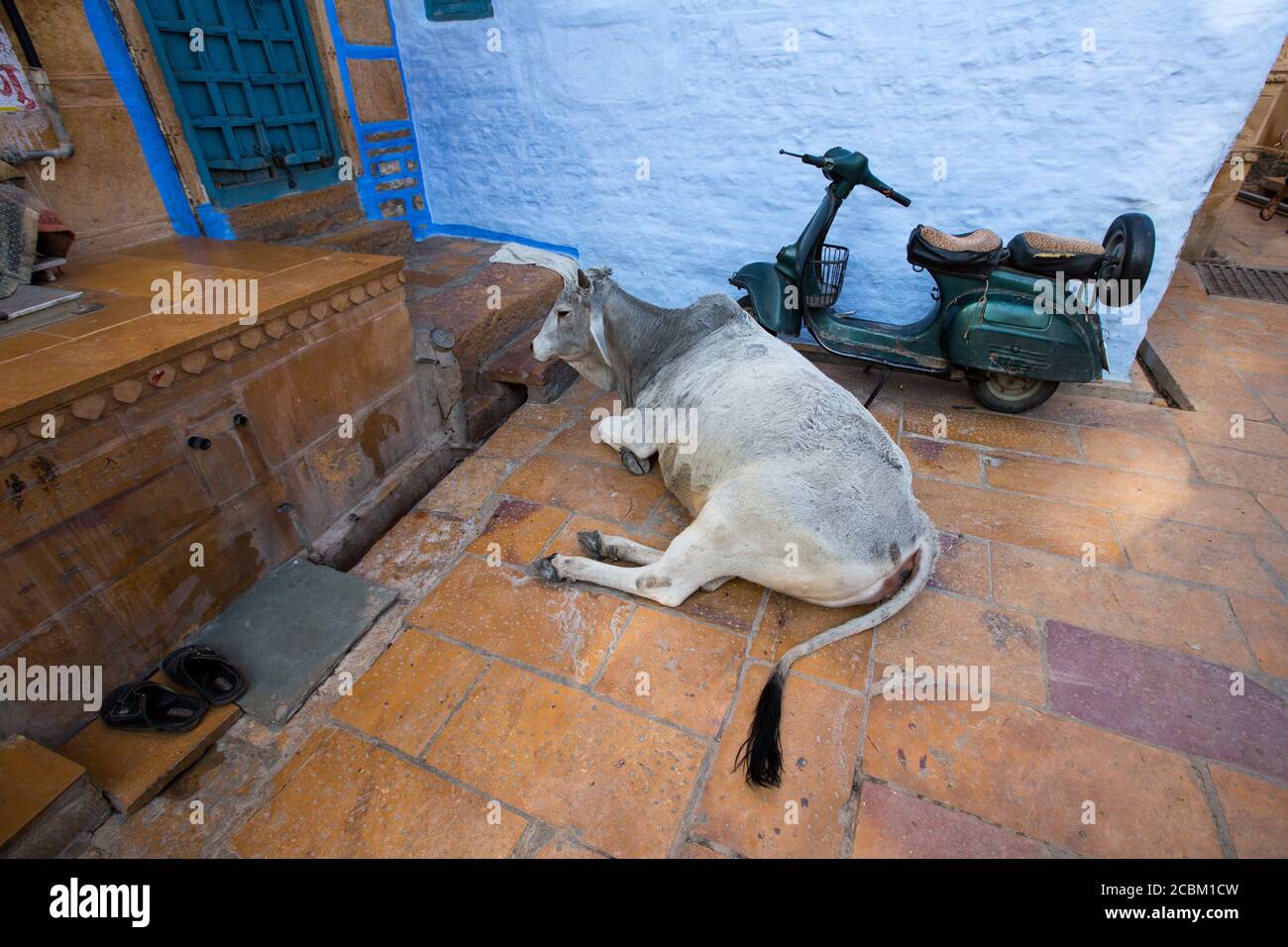 Kuh liegt auf Pflaster Platten außerhalb Haus, Jaisalmer, Rajasthan, Indien Stockfoto
