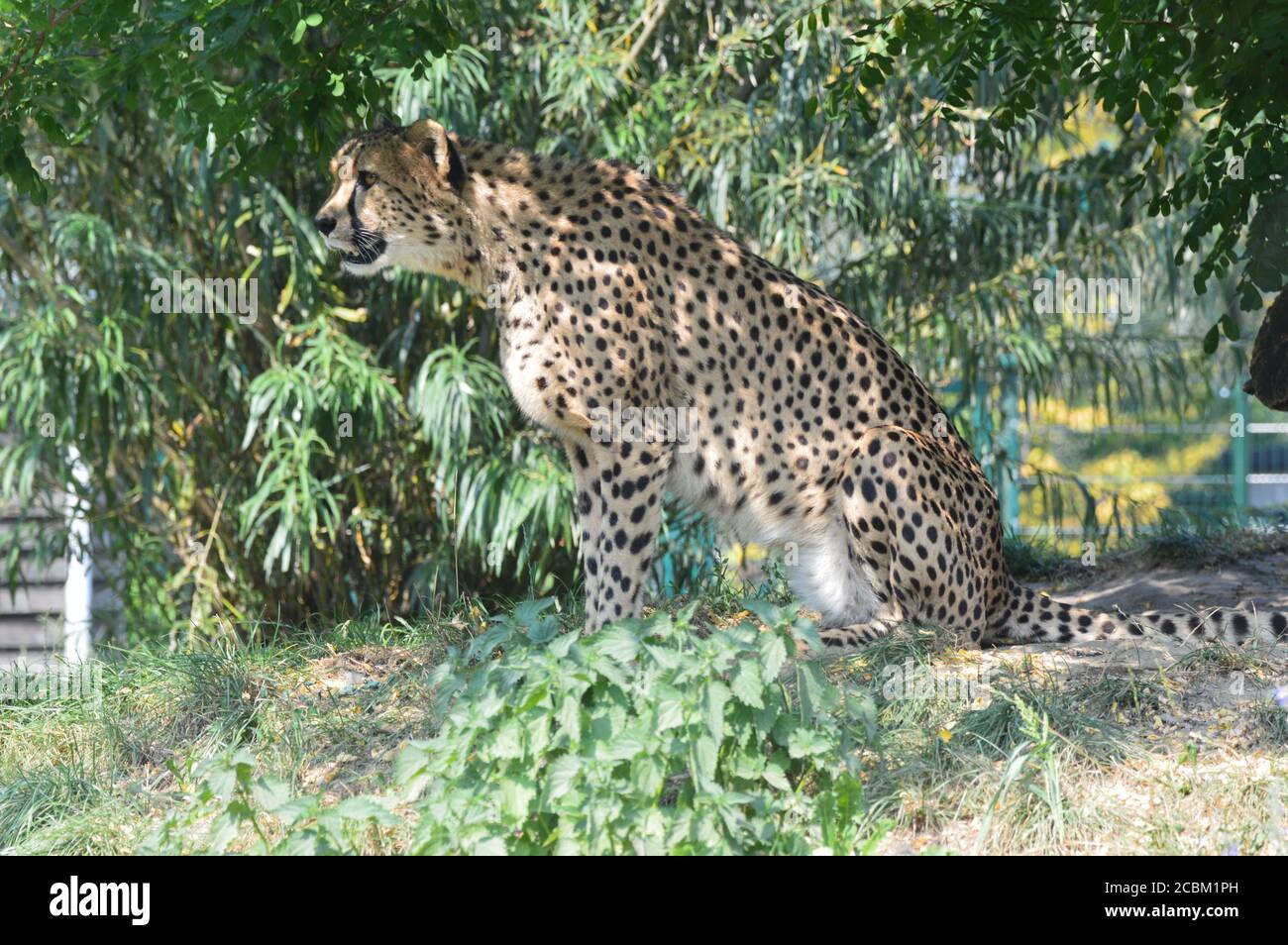 Gepard Stockfoto