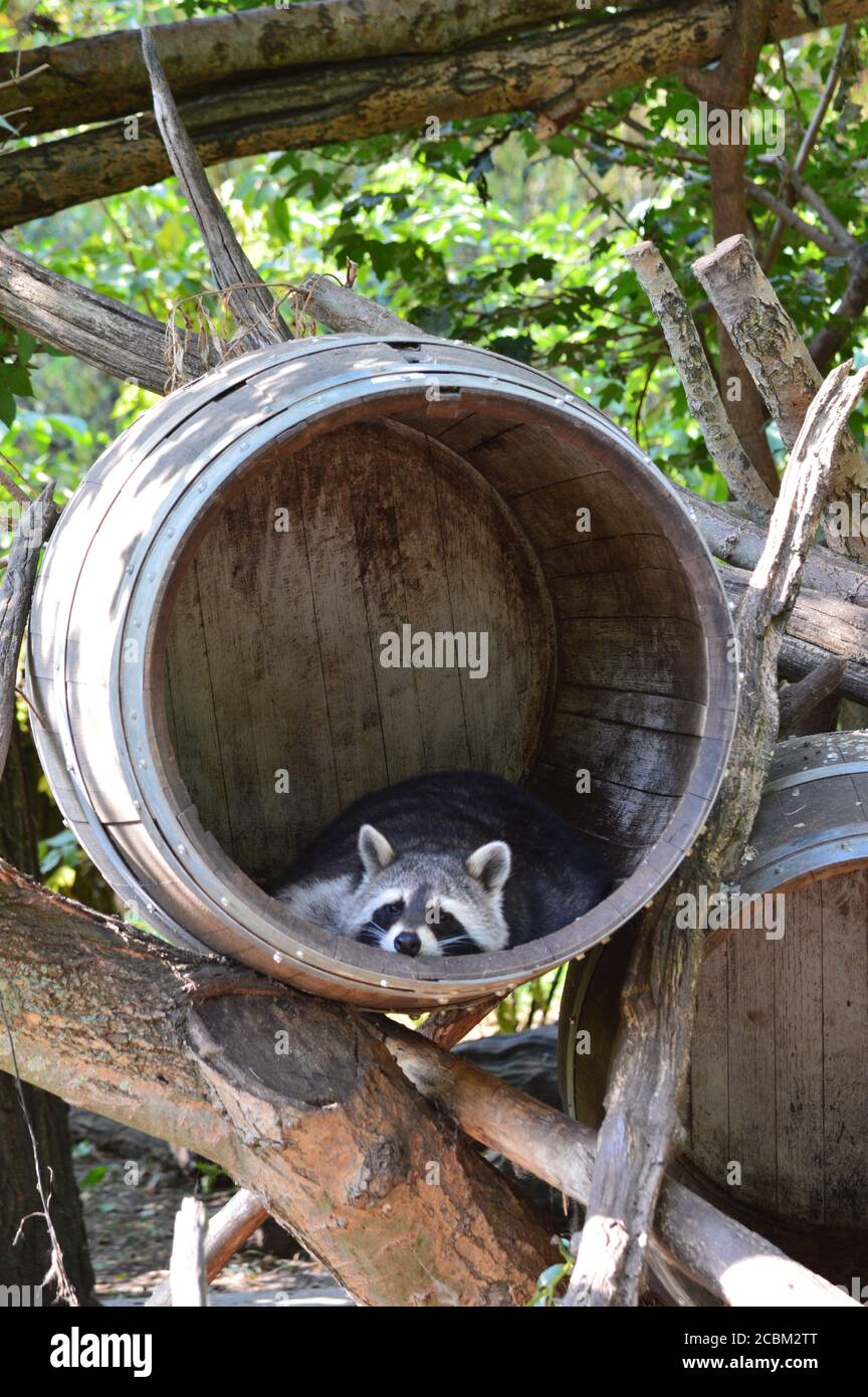 Waschbär in Dierenrijk Mierlo in den Niederlanden Stockfoto