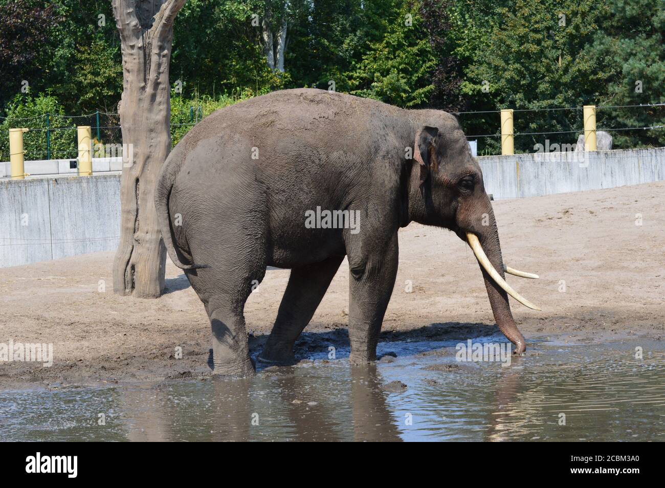 Asiatischer Elefant Stockfoto