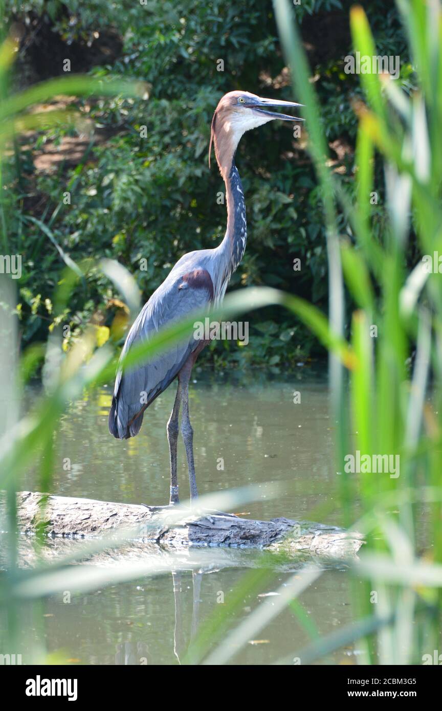 Riesenreiher Stockfoto