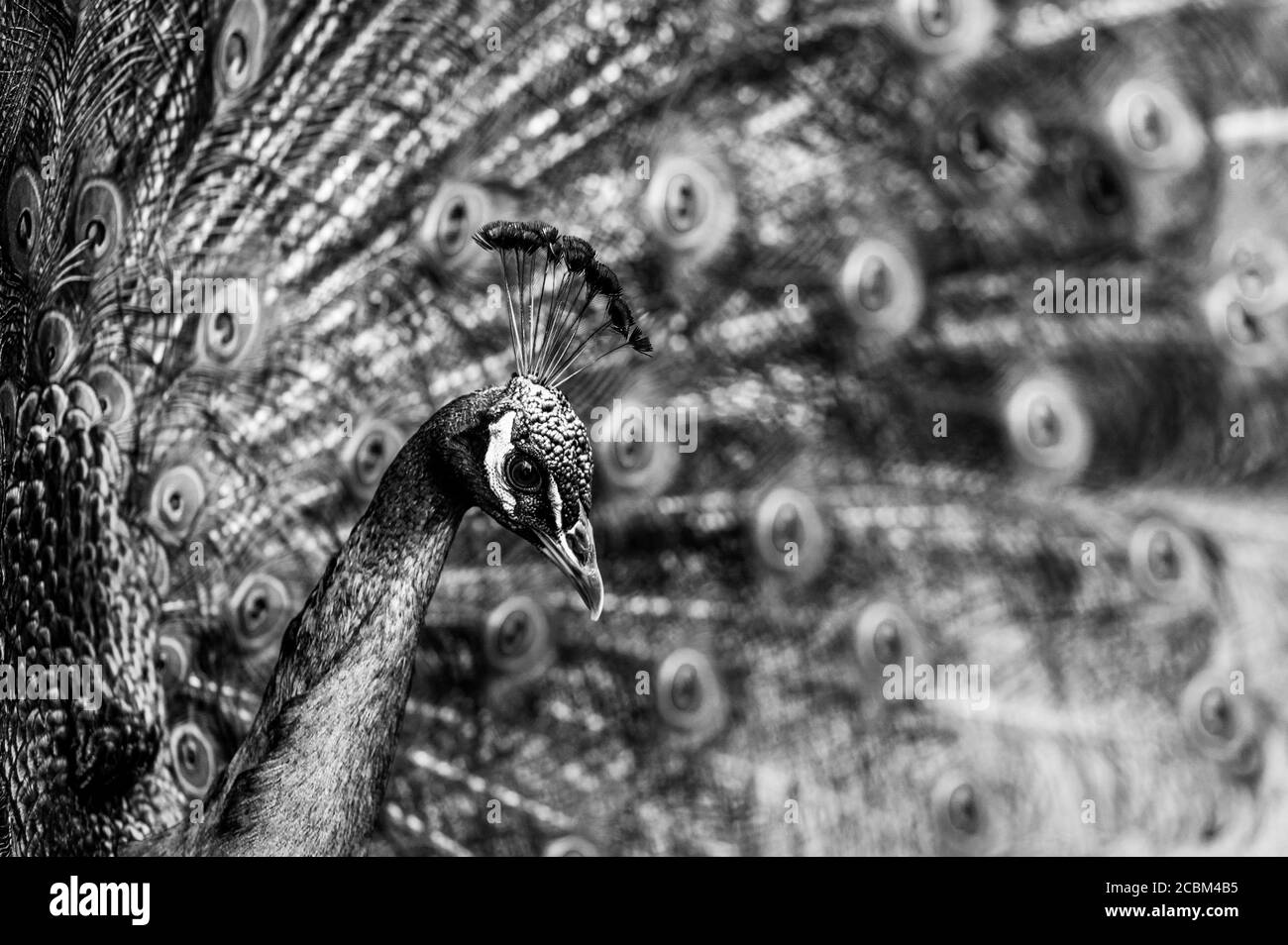 Pfauenmännchen Pfauenvogel, Pavo cristatus, mit voll ausgestellte Schwanzfedern Stockfoto