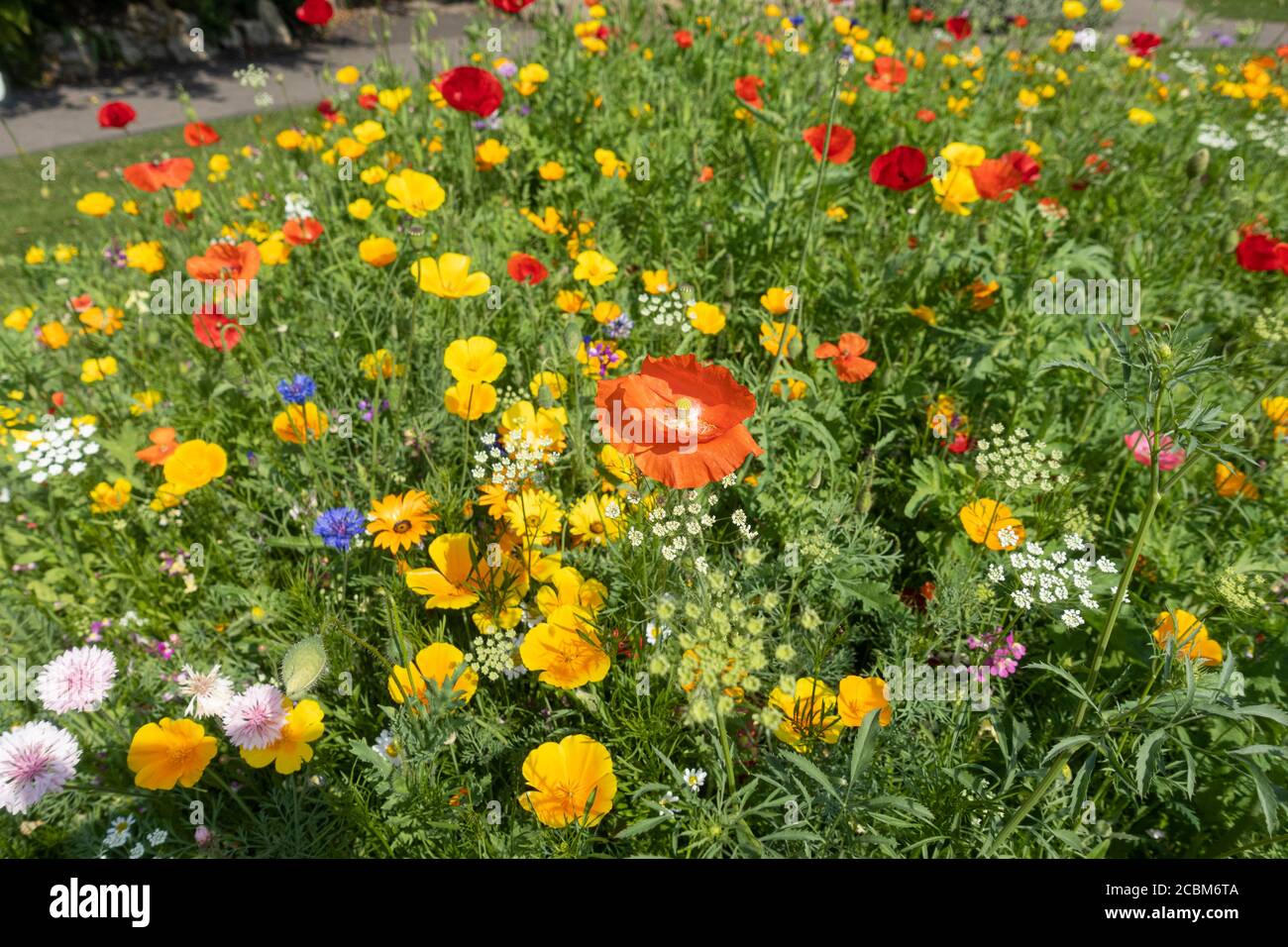 Wildblumen in den Parade Gardens in Bath gepflanzt, um Bienen zu fördern, (lasst uns summen) City of Bath, Somerset, England, Großbritannien Stockfoto