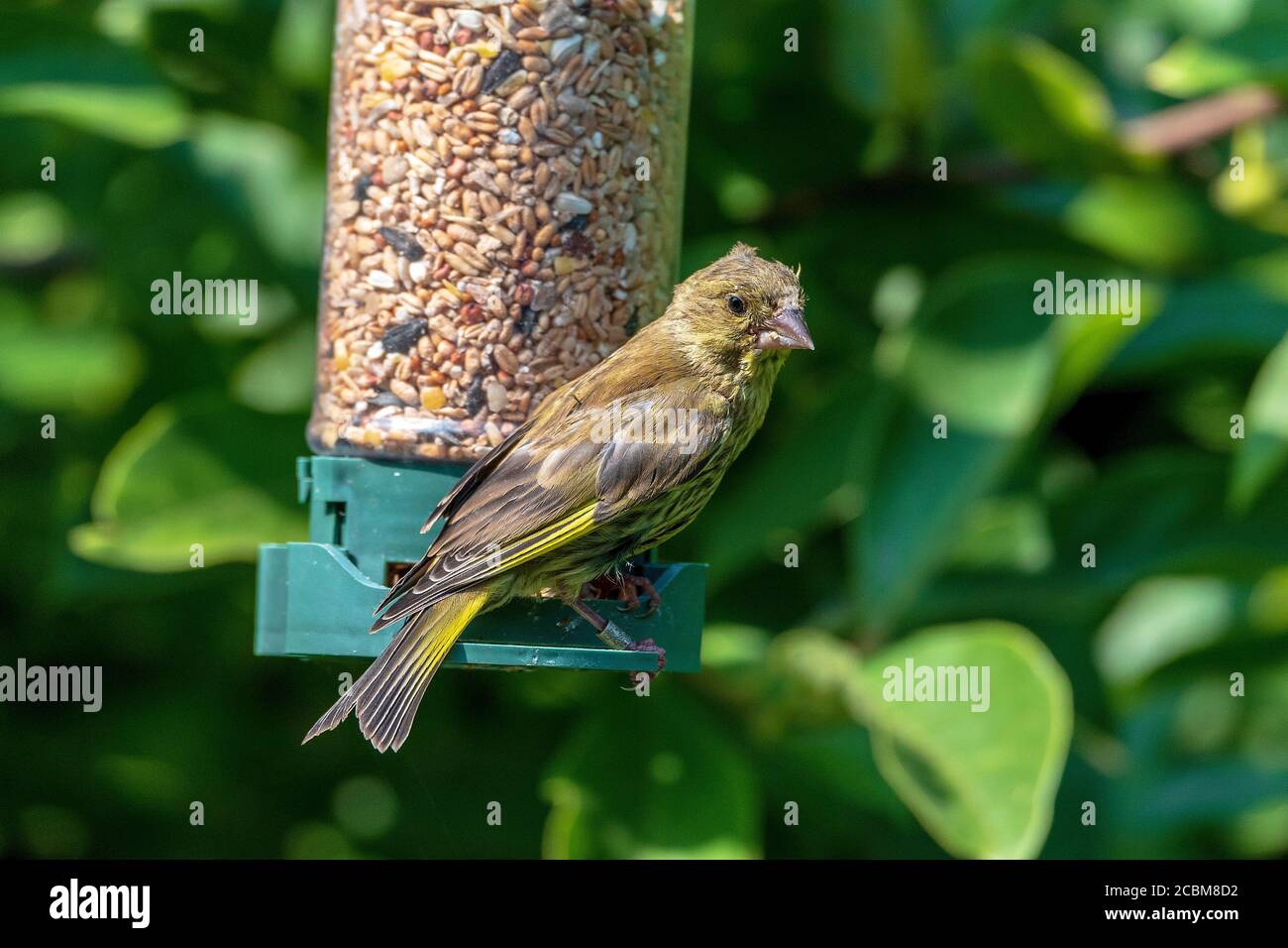 Gemeinsamer Gartenvogel der Grünfink an einer Futterstation. Stockfoto