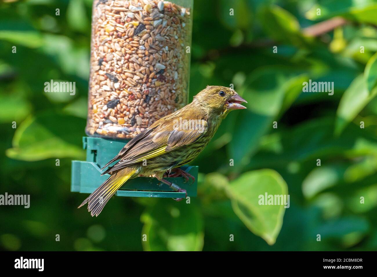 Gemeinsamer Gartenvogel der Grünfink an einer Futterstation. Stockfoto
