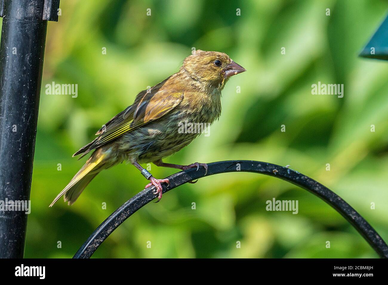 Gemeinsamer Gartenvogel der Grünfink an einer Futterstation. Stockfoto