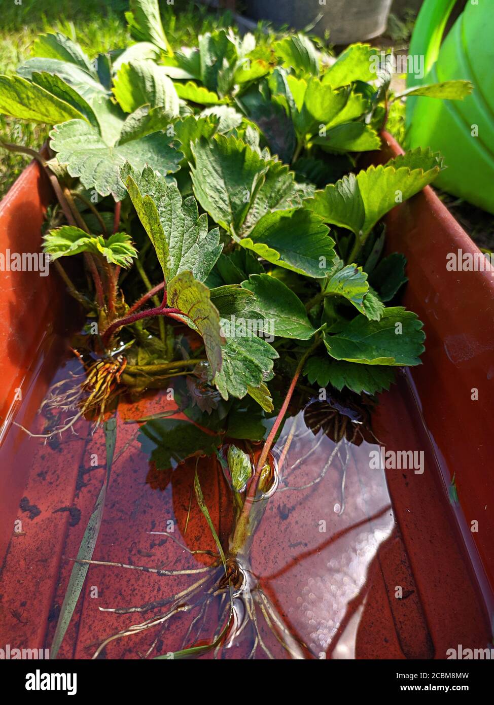 Vorbereitung Erdbeeren für die Frucht im nächsten Jahr. Begrenzte Tiefe des Feldes Foto. Stockfoto