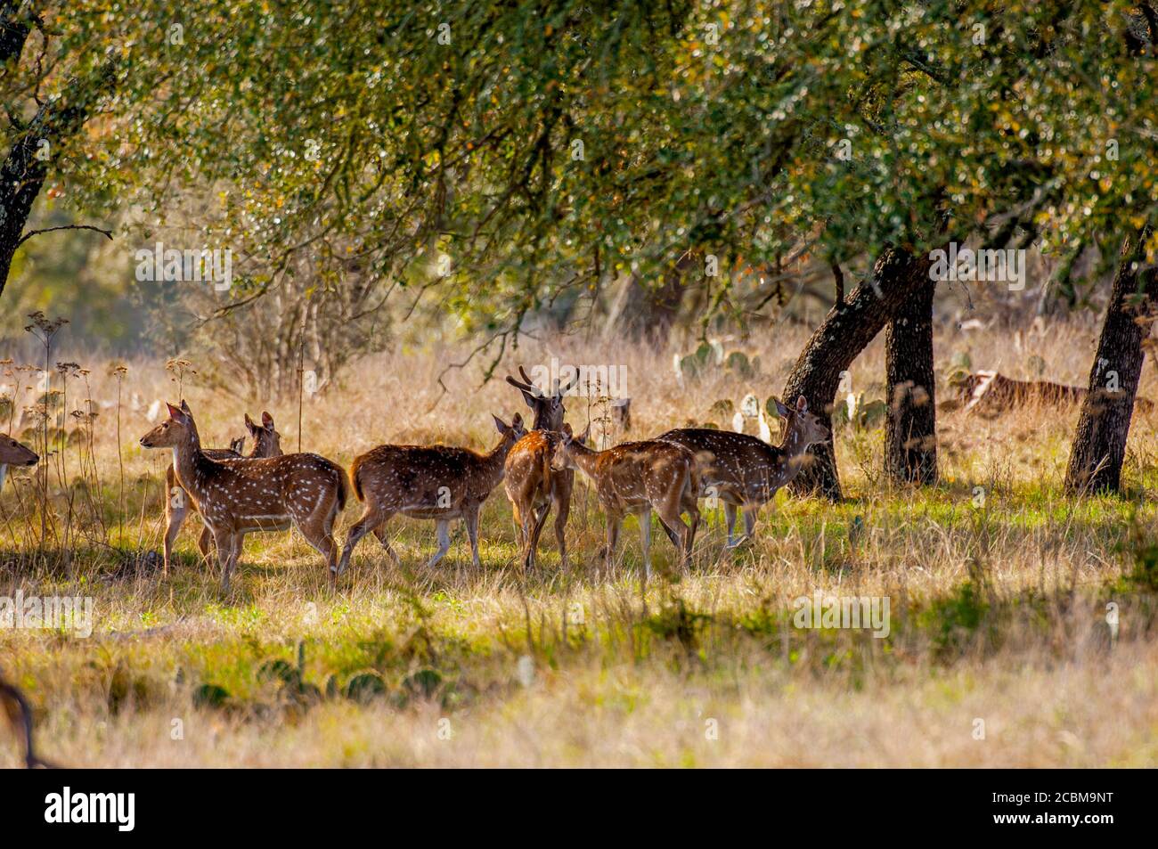 Das Chital, auch bekannt als Fleckhirsch, Chitalhirsch und Achsenhirsch, ist eine Rentierart, die auf dem indischen Subkontinent heimisch ist und eingeführt wurde Stockfoto