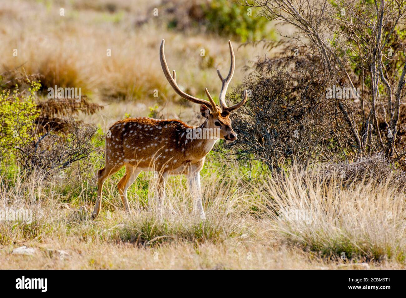 Das Chital, auch bekannt als Fleckhirsch, Chitalhirsch und Achsenhirsch, ist eine Rentierart, die auf dem indischen Subkontinent heimisch ist und eingeführt wurde Stockfoto