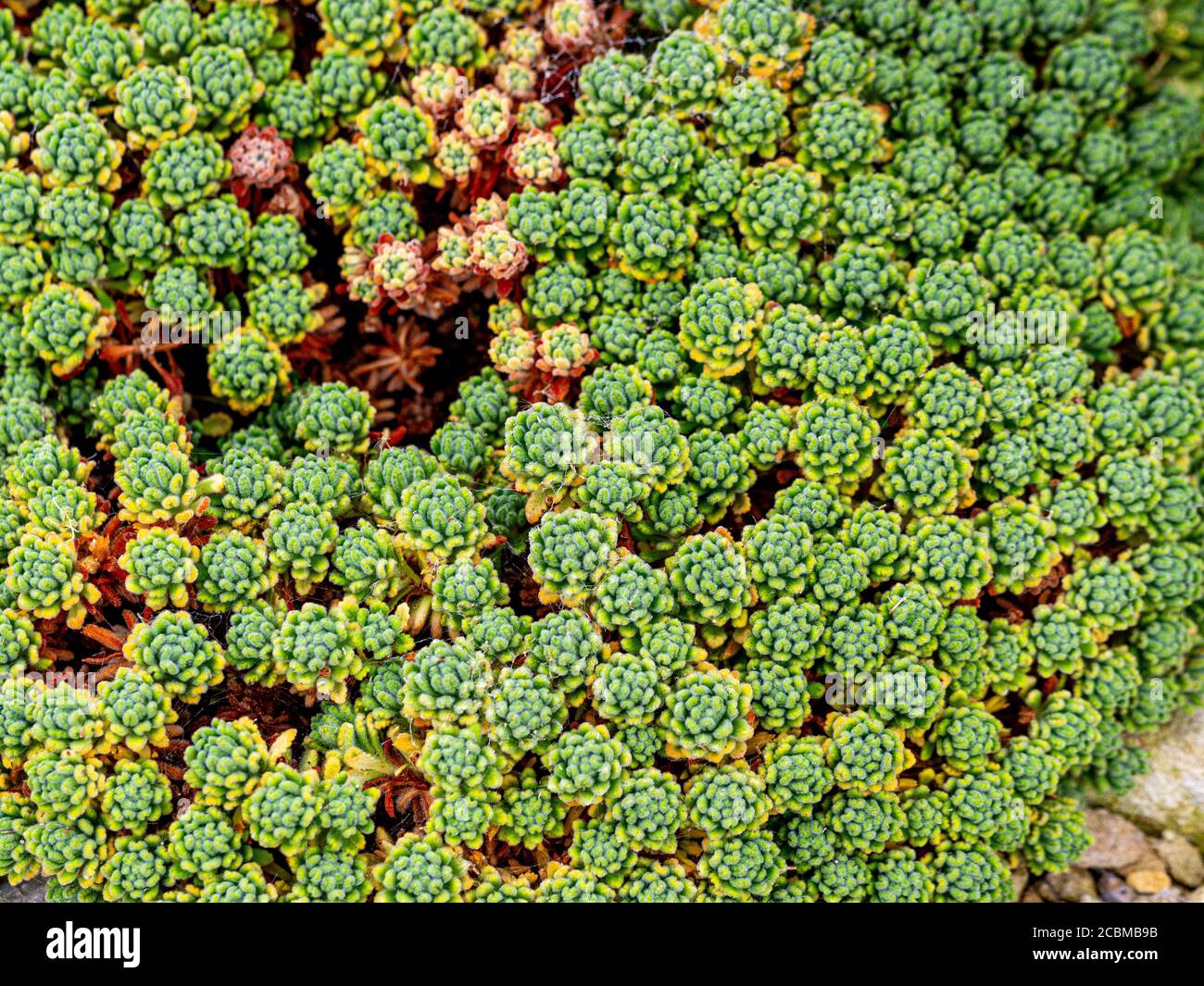 Alpine Pflanze Dionysia Aretiodes Bevere wächst drinnen. VEREINIGTES KÖNIGREICH Stockfoto