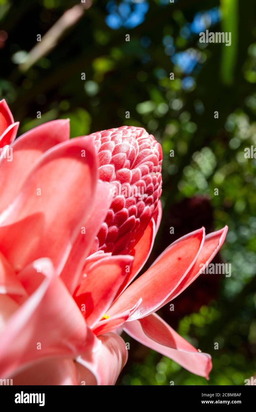 Rose de Porcelaine oder Fackel Ingwer Blume Stockfotografie - Alamy