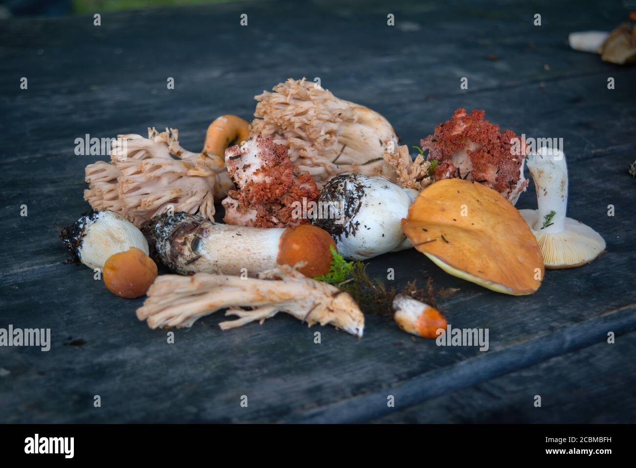 Eine Vielzahl von frisch gepflückten Waldpilzen auf dem Hintergrund eines alten Holztisches Nahaufnahme. Stockfoto