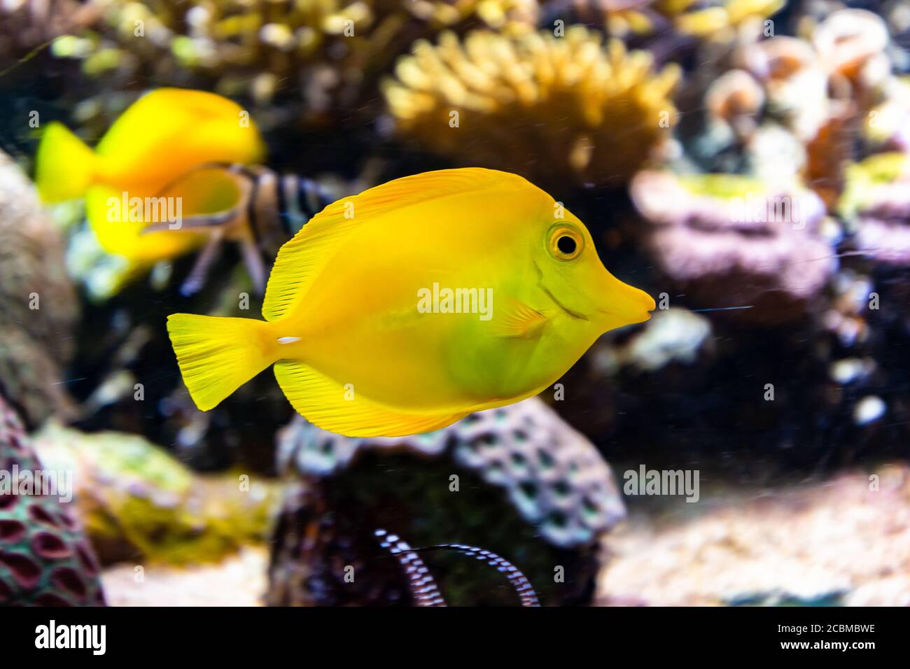 Nahaufnahme eines gelben tang, einer der beliebtesten Aquarienfische Stockfoto