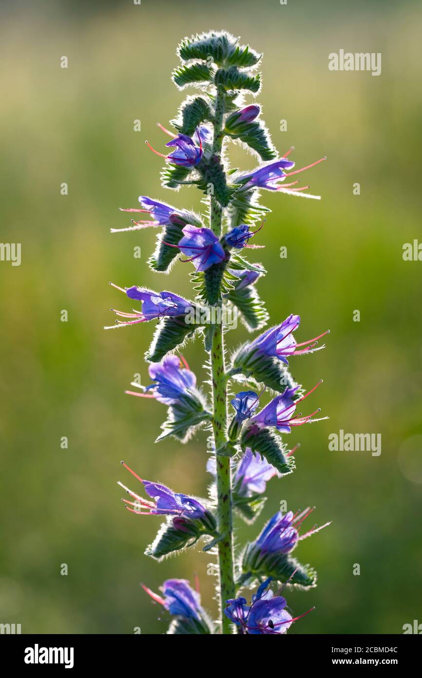 Viper's bugloss oder blueweed Blumen (Echium vulgare). Stockfoto