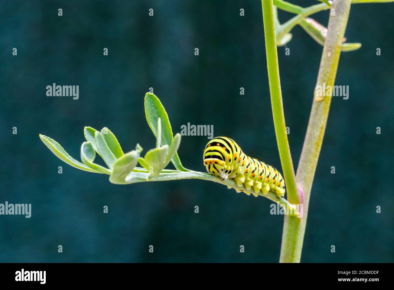 Alte Schwalbenschwanz-Raupe (Papilio machaon). Stockfoto