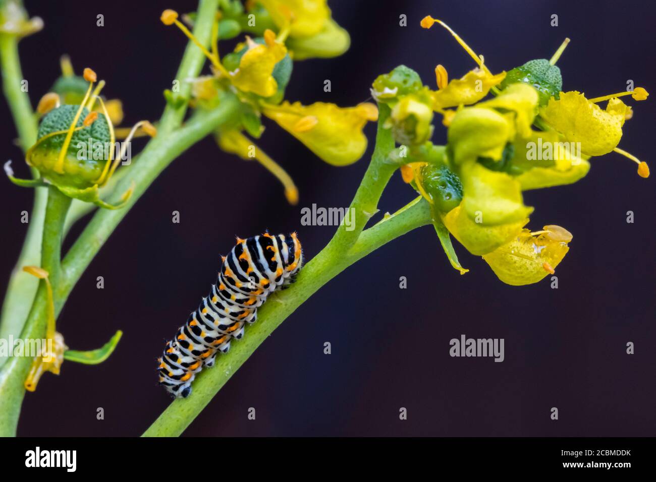 Alte Schwalbenschwanz-Raupe (Papilio machaon). Stockfoto